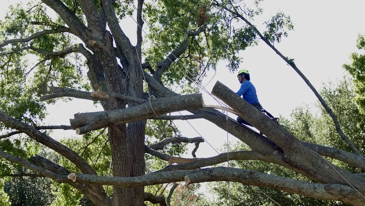 Professional Crown Thinning performed by certified arborists in Fries