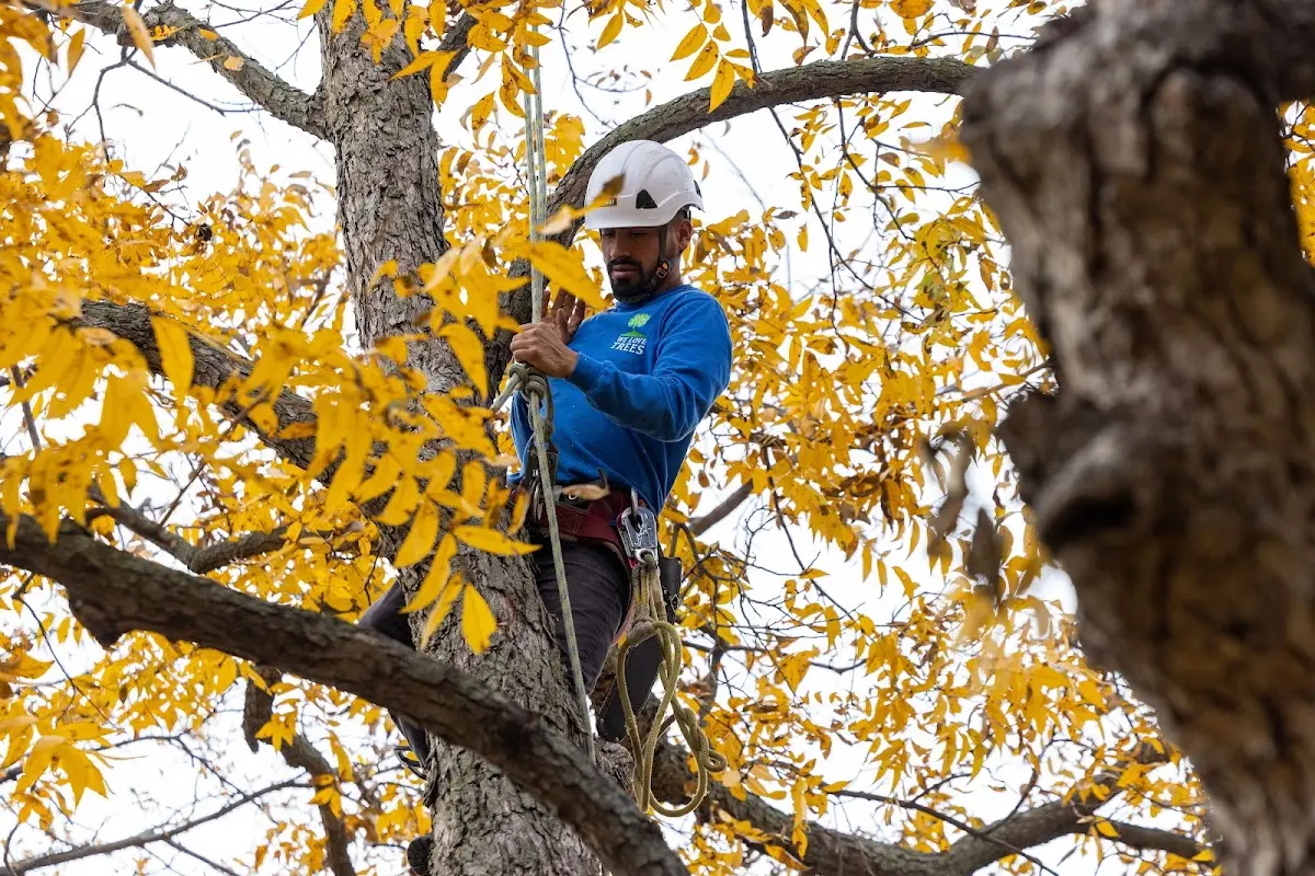 Skilled Tree Trimming crew working in Fries