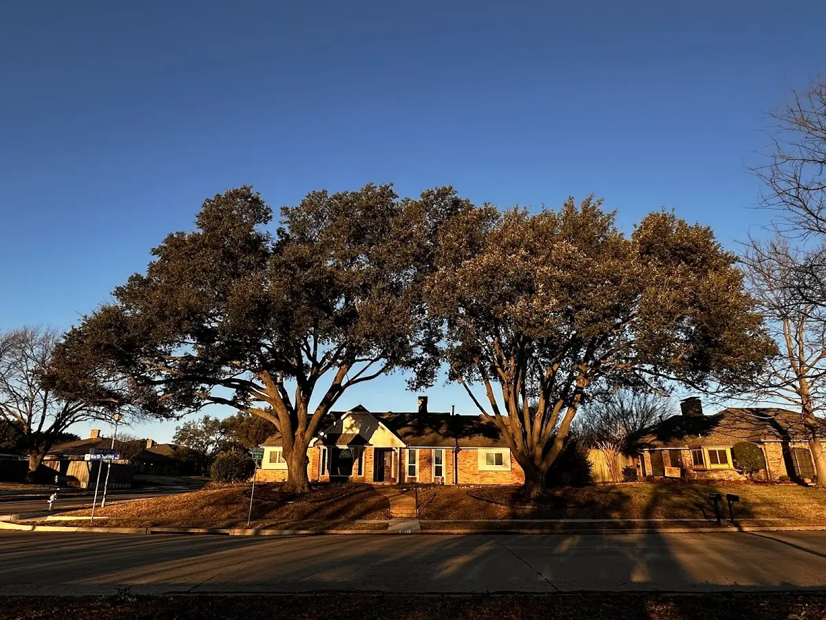Established residential canopy tree shading a home in Fries
